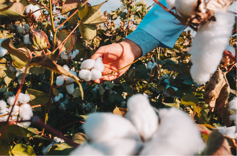 cotton